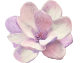 Fleur-Couleur